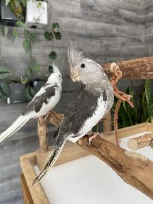 Friendly, Hand-fed White Faced Cockatiels