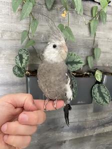 Friendly, Hand-fed White Faced Cockatiels - Photo 2