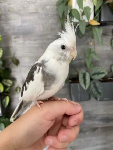 Friendly, Hand-fed White Faced Cockatiels - Photo 3