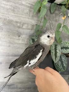Friendly, Hand-fed White Faced Cockatiels - Photo 4