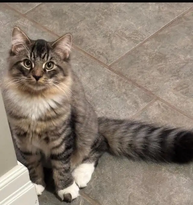 Domestic Longhair Cat