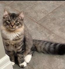 Domestic Longhair Cat