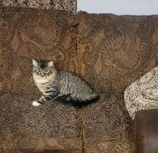 Domestic Longhair Cat - Photo 2