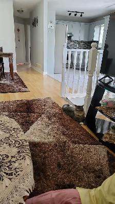 Domestic Longhair Cat - Photo 3