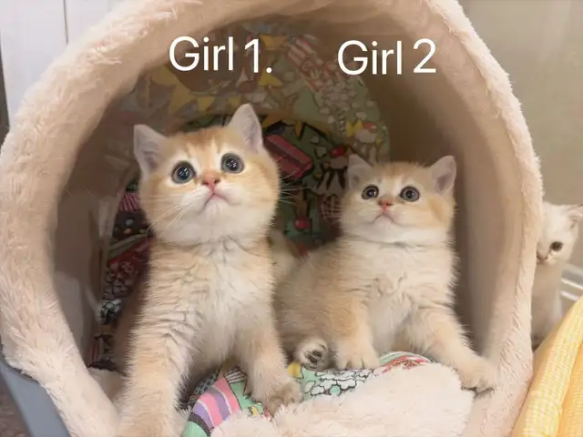 Big face golden shaded British shorthair kittens ready now