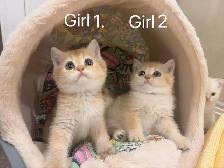 Big face golden shaded British shorthair kittens ready now