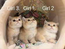 Big face golden shaded British shorthair kittens ready now - Photo 2
