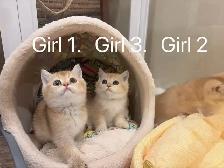 Big face golden shaded British shorthair kittens ready now - Photo 3