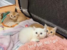 Big face golden shaded British shorthair kittens ready now - Photo 5