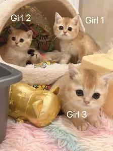 Big face golden shaded British shorthair kittens ready now - Photo 7