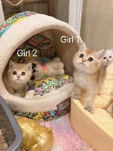 Big face golden shaded British shorthair kittens ready now - Photo 8
