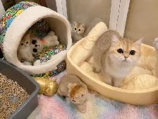 Big face golden shaded British shorthair kittens ready now - Photo 9