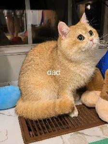 Big face golden shaded British shorthair kittens ready now - Photo 10