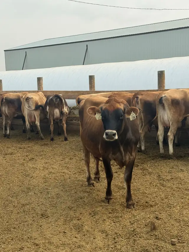 Jersey Heifers
