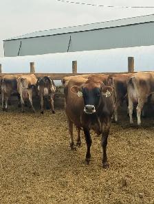 Jersey Heifers