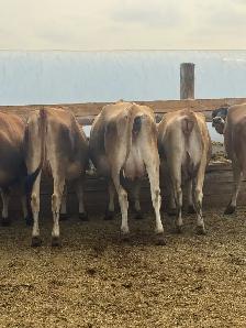 Jersey Heifers - Photo 2