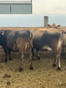 Jersey Heifers - Photo 3