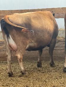 Jersey Heifers - Photo 4