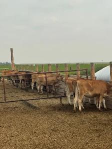 Jersey Heifers - Photo 5