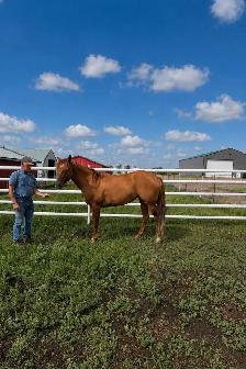 3 yr old red Dunn