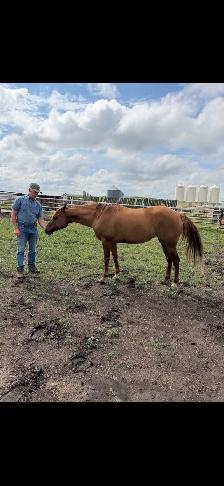 3 yr old red Dunn - Photo 2