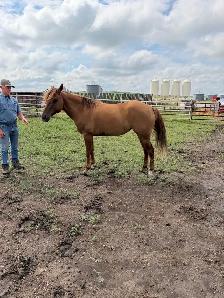 3 yr old red Dunn - Photo 3