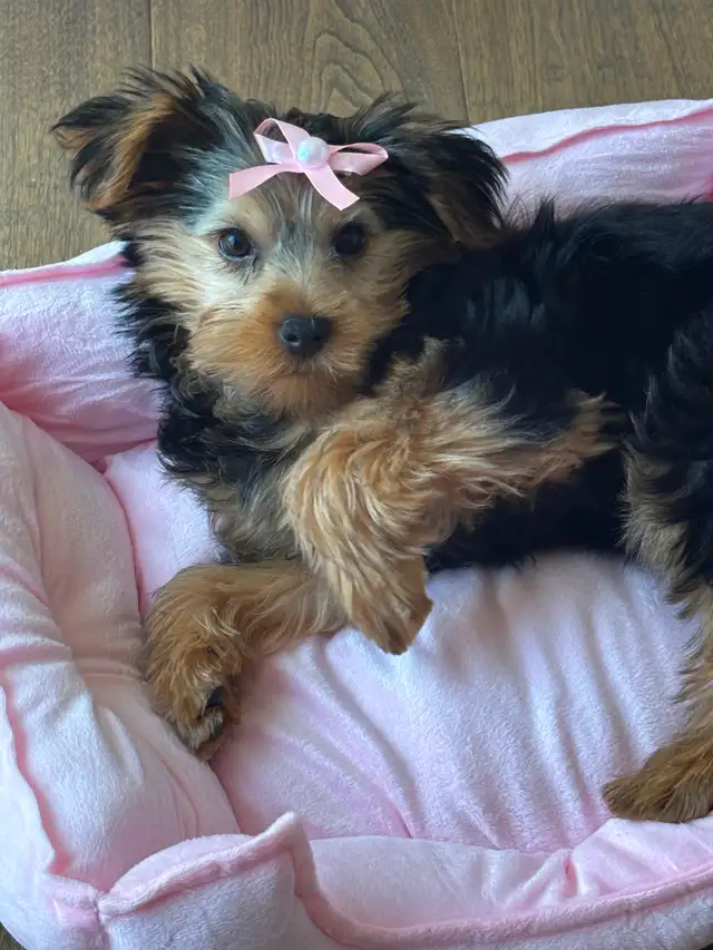 Purebred Yorkie