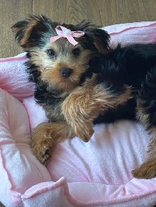 Purebred Yorkie