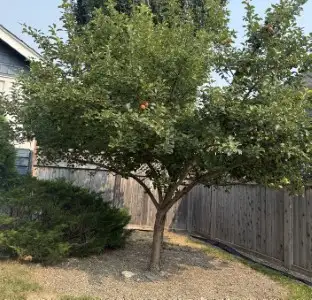 Free Apples