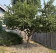 Free Apples