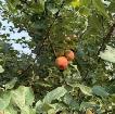 Free Apples - Photo 2