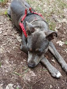 Cane Corso x Staffy