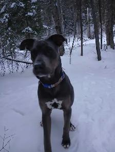 Cane Corso x Staffy - Photo 4