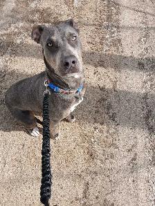 Cane Corso x Staffy - Photo 5
