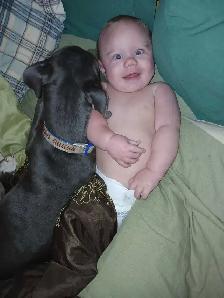 Cane Corso x Staffy - Photo 6