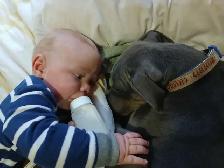 Cane Corso x Staffy - Photo 7