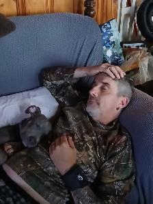 Cane Corso x Staffy - Photo 8