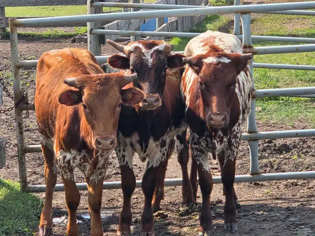 Longhorns for sale
