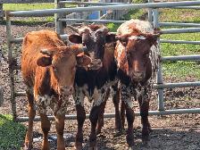 Longhorns for sale