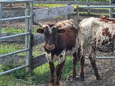 Longhorns for sale - Photo 2