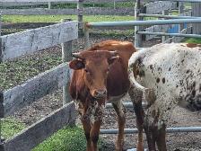 Longhorns for sale - Photo 3