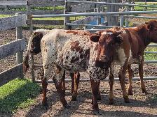 Longhorns for sale - Photo 4