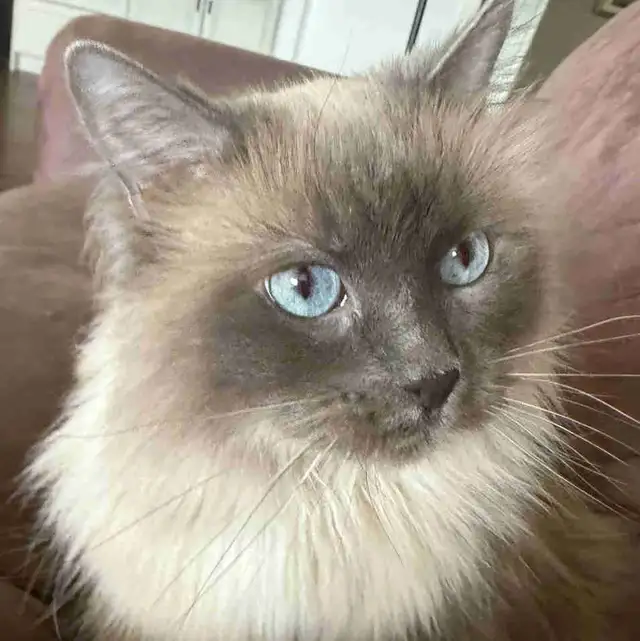 9 y/o Purebred Ragdoll