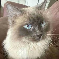 9 y/o Purebred Ragdoll