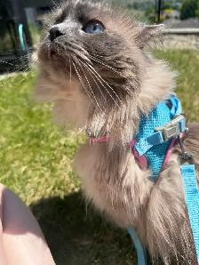 9 y/o Purebred Ragdoll - Photo 2