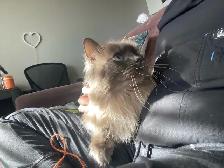 9 y/o Purebred Ragdoll - Photo 3