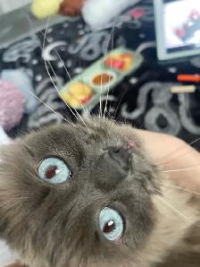 9 y/o Purebred Ragdoll - Photo 4