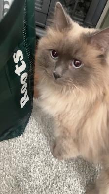 9 y/o Purebred Ragdoll - Photo 5