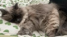 9 y/o Purebred Ragdoll - Photo 6