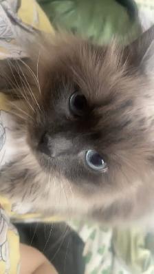 9 y/o Purebred Ragdoll - Photo 7